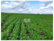 Fazenda de soja, com 700 hectares), aproveitamento