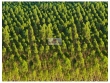 Fazenda na região de Itarantim-BA, com 400.000 hec