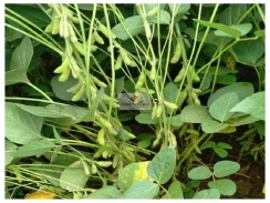 Fazenda com 778 hectares, dupla aptidão, terra bruta (60% já foi desmatada), mais de 1000 metros de margem do rio Parnaíba