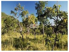 Fazenda com 4.812 hectares, dentro de parque, bioma cerrado, própria compensação