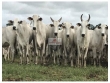 Fazenda com 3.614 hectares, terra bruta, dupla apt