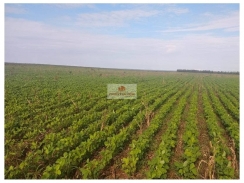  Fazenda com 44000 hectares, MATOPIBA, soja